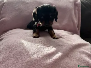 Cavalier King Charles Spaniel dogs Gorgeous KC Puppies Available - Advert 3