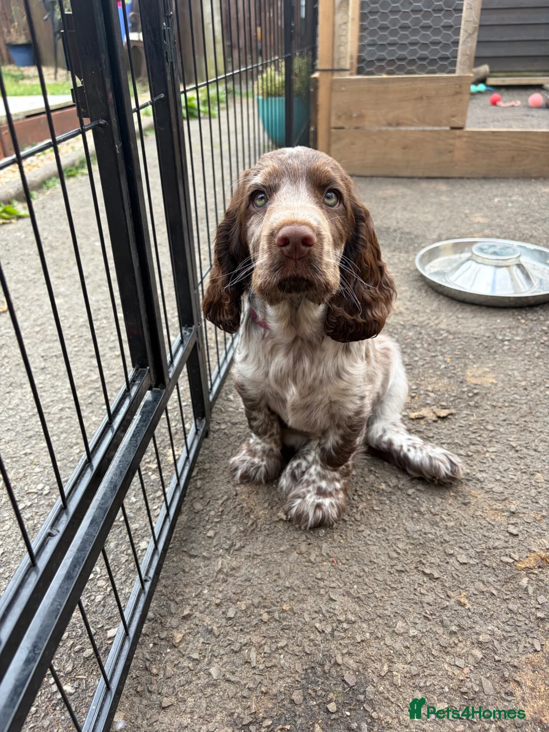 Cocker Spaniel dogs for sale: KC registered cocker spaniel puppies  - Advert 2