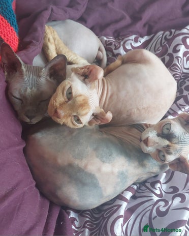 Sphynx cats - Advert 16