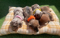 Miniature Dachshund dogs for sale: Stunning miniature type Dachunds  - Image 5