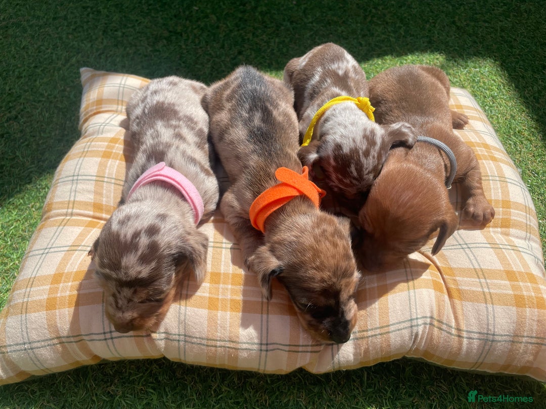 Miniature Dachshund dogs for sale: Stunning miniature type Dachunds  - Image 5