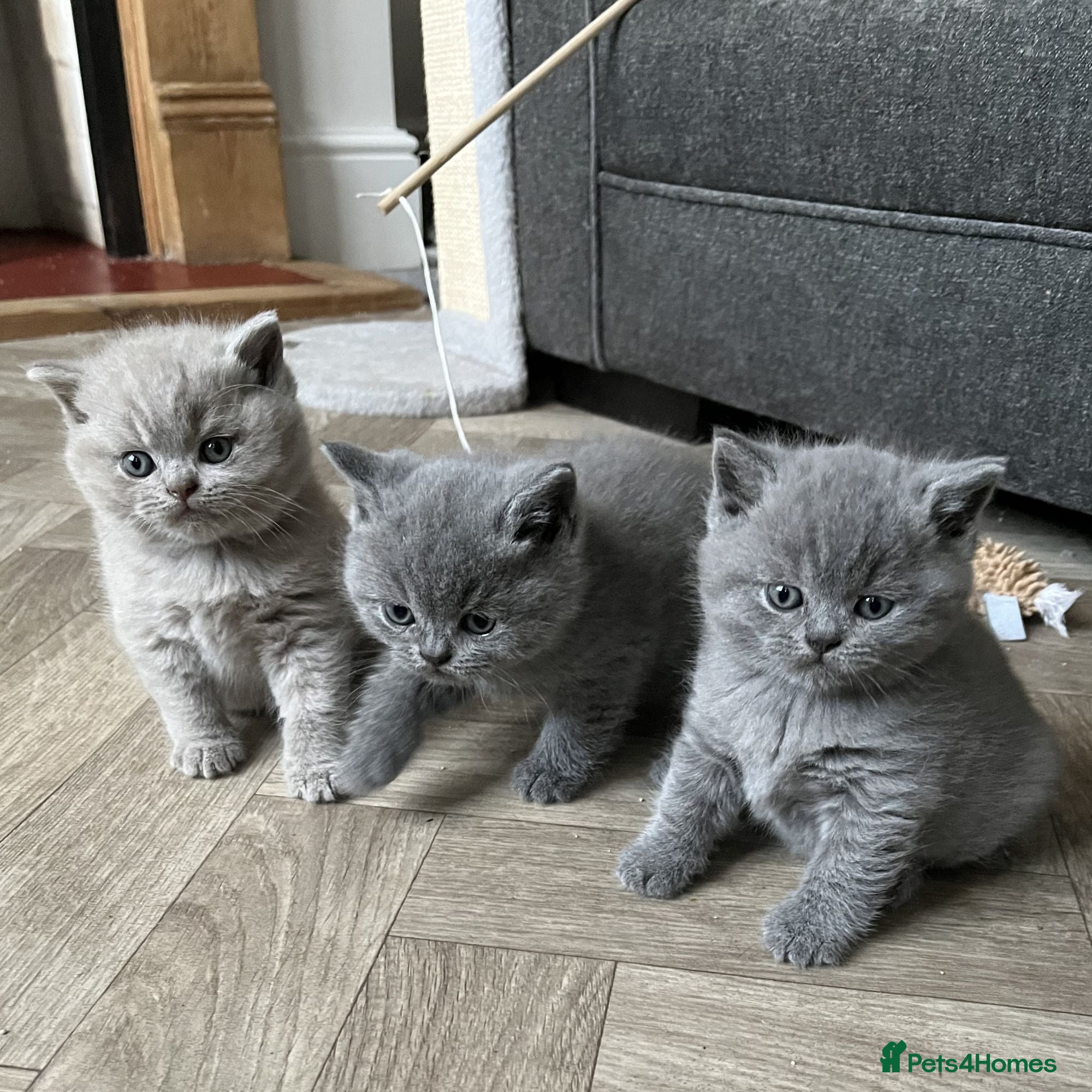 British Shorthair cats PKD Clear Vet Health Checked BSH Kittens - Advert 3