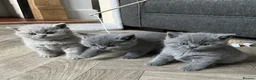 British Shorthair cats for sale: PKD Clear Vet Health Checked BSH Kittens - Advert 1
