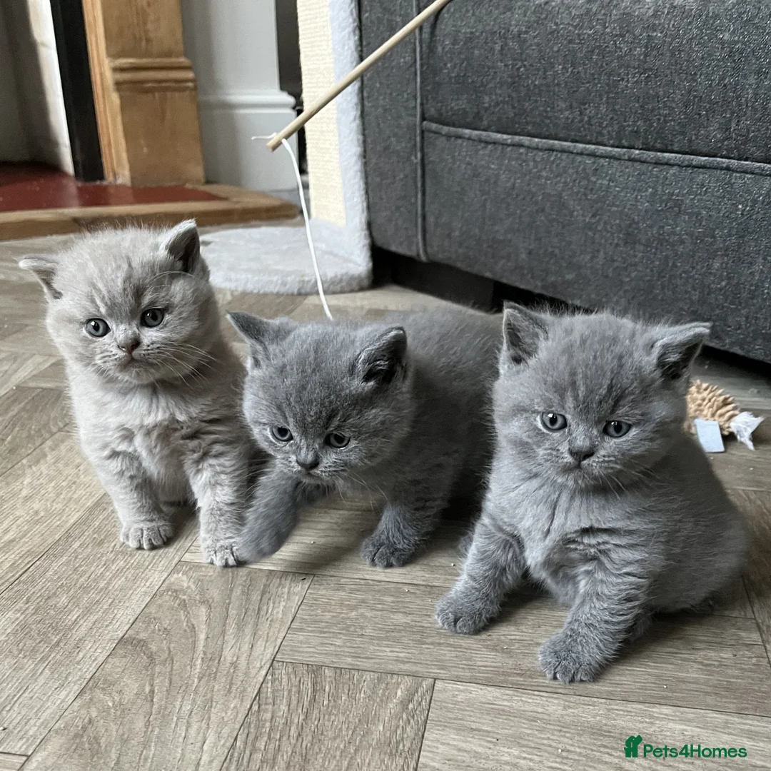British Shorthair cats for sale: PKD Clear Vet Health Checked BSH Kittens - Advert 1