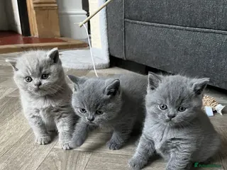 British Shorthair cats PKD Clear Vet Health Checked BSH Kittens - Advert 8