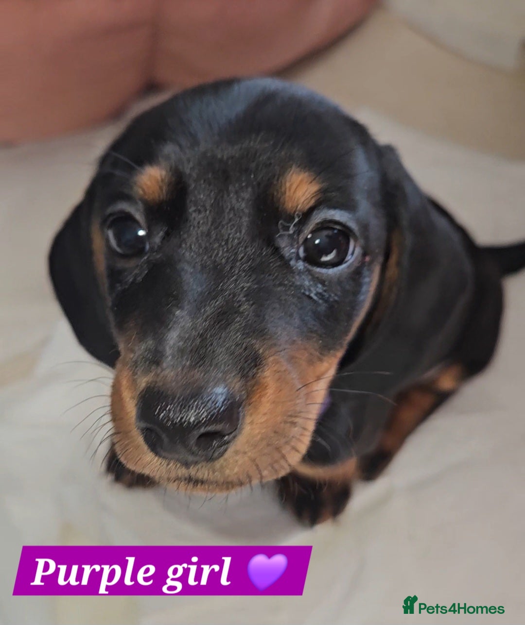 Miniature Dachshund dogs for sale:  Miniature Dachshunds ready to go Friday 19th Sept - Image 16