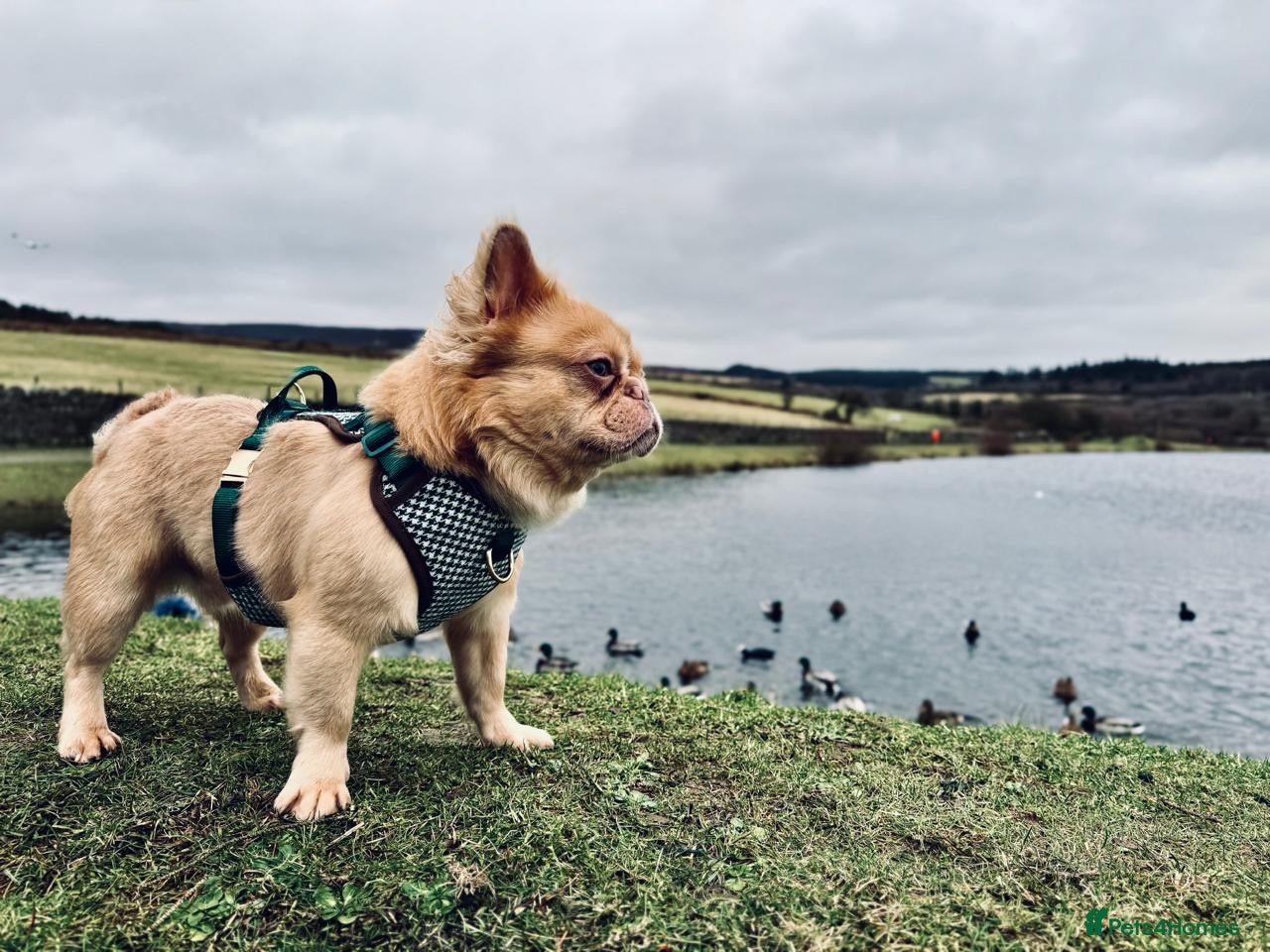 French Bulldog dogs Male French Bulldog (REHOME) - Advert 5