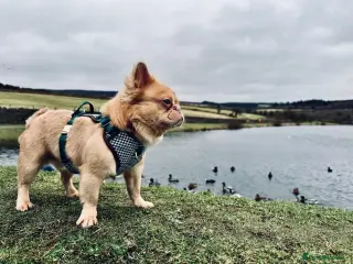 French Bulldog dogs Male French Bulldog (REHOME) - Advert 5