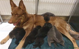 German Shepherd dogs for sale: 10 Healthy Beautiful German shepherds - Image 7
