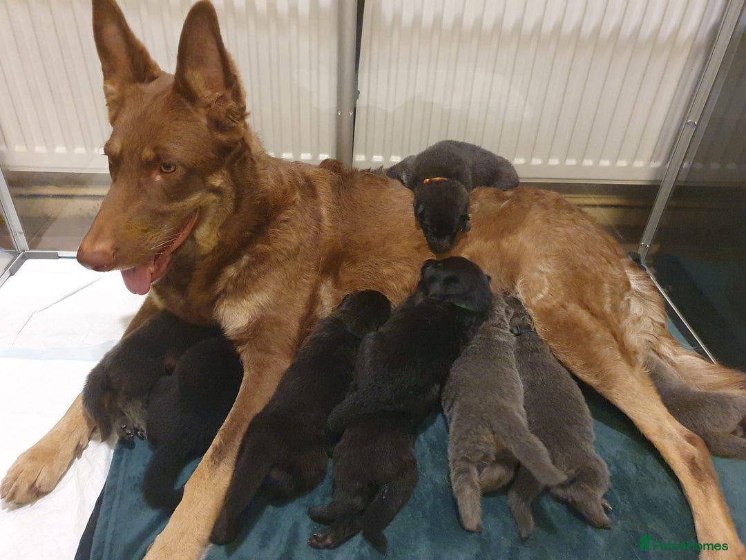 German Shepherd dogs for sale: 10 Healthy Beautiful German shepherds - Image 7