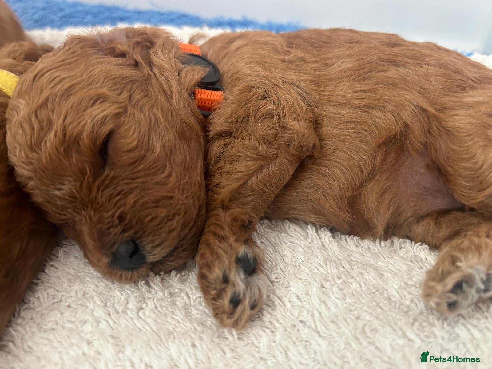 Cavapoo dogs Stunning F1B Cavapoo Pups - Deep Fox Red - Advert 2