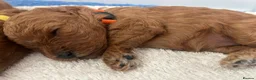 Cavapoo dogs for sale: Ready now. Deep Red Superb Cavapoo pups F1b - Advert 23