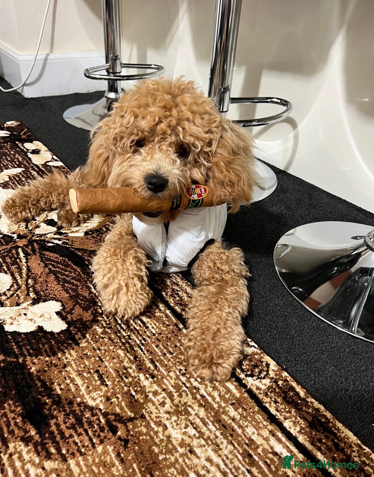 Toy Poodle dogs Male toy poodle  - Advert 3