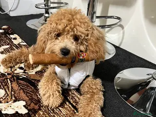 Toy Poodle dogs Male toy poodle - Advert 5