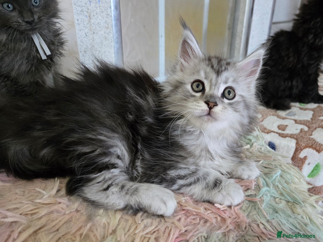 Maine Coon cats for sale: Stunning GCCF Maine Coon kittens  - Image 25