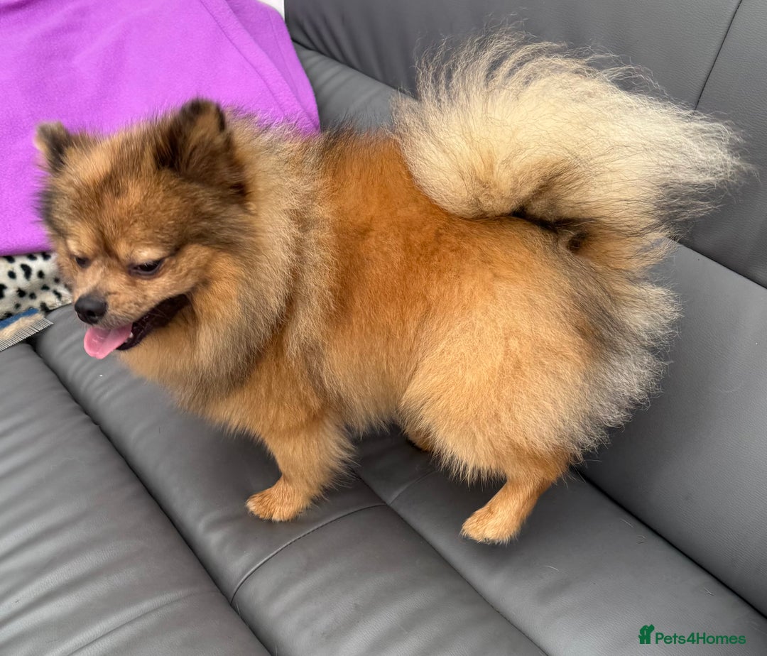Pomeranian dogs for sale: Very fluffy Orange Sable Pomeranian boy  - Advert 20