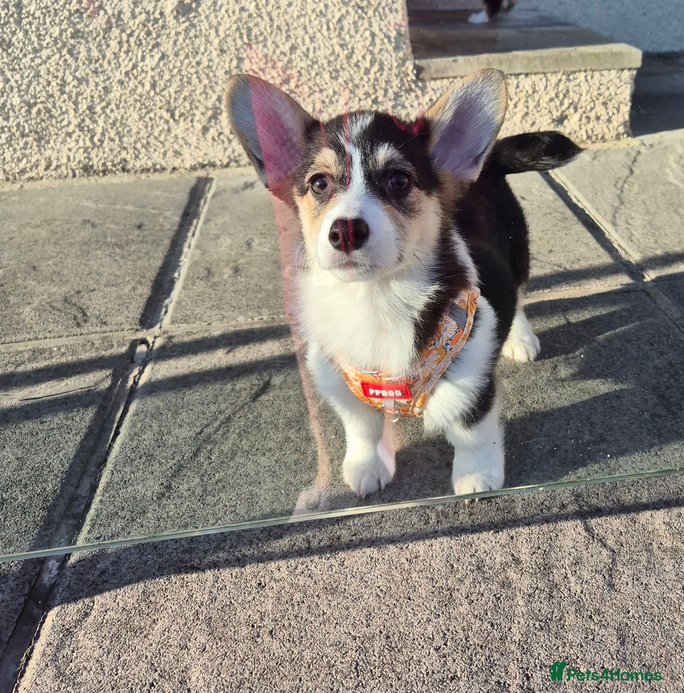 Welsh Corgi Pembroke dogs Kc reg standard bob & longtail - Advert 1