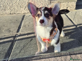 Welsh Corgi Pembroke dogs Kc reg standard bob & longtail - Advert 1