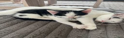 Mixed Breed cats for sale: Last male kitten! in Leeds - Advert 7