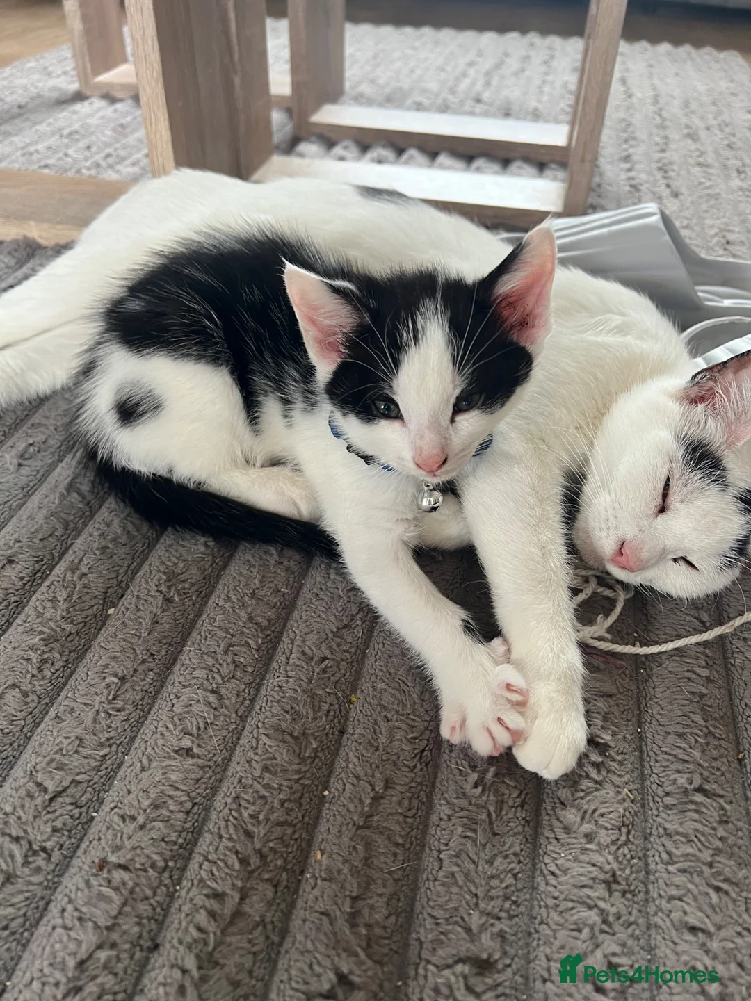 Mixed Breed cats for sale: Last male kitten! in Leeds - Advert 7