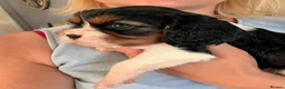 Cavalier King Charles Spaniel dogs for sale: Beautiful Cavalier King Charles Spaniel Puppies! - Advert 12