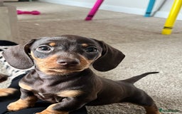 Miniature Dachshund dogs for sale: Miniature dachshunds READY for forever home 🐶🤎 - Image 38