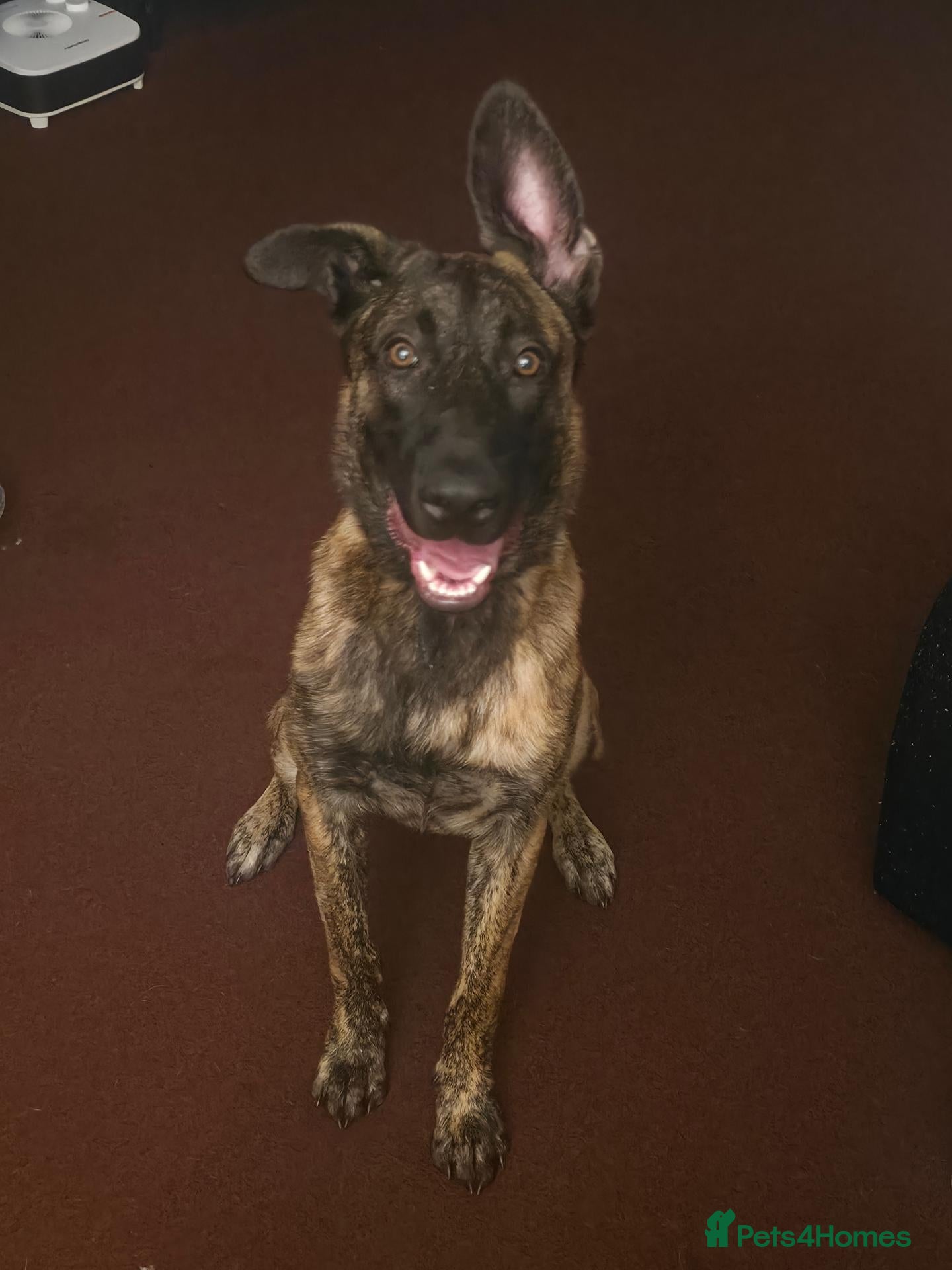 Belgian Shepherd Dog dogs Bailey. Belgian x dutch - Advert 3