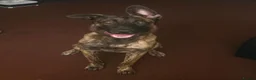Belgian Shepherd Dog dogs for sale: Bailey. Belgian x dutch - Advert 1