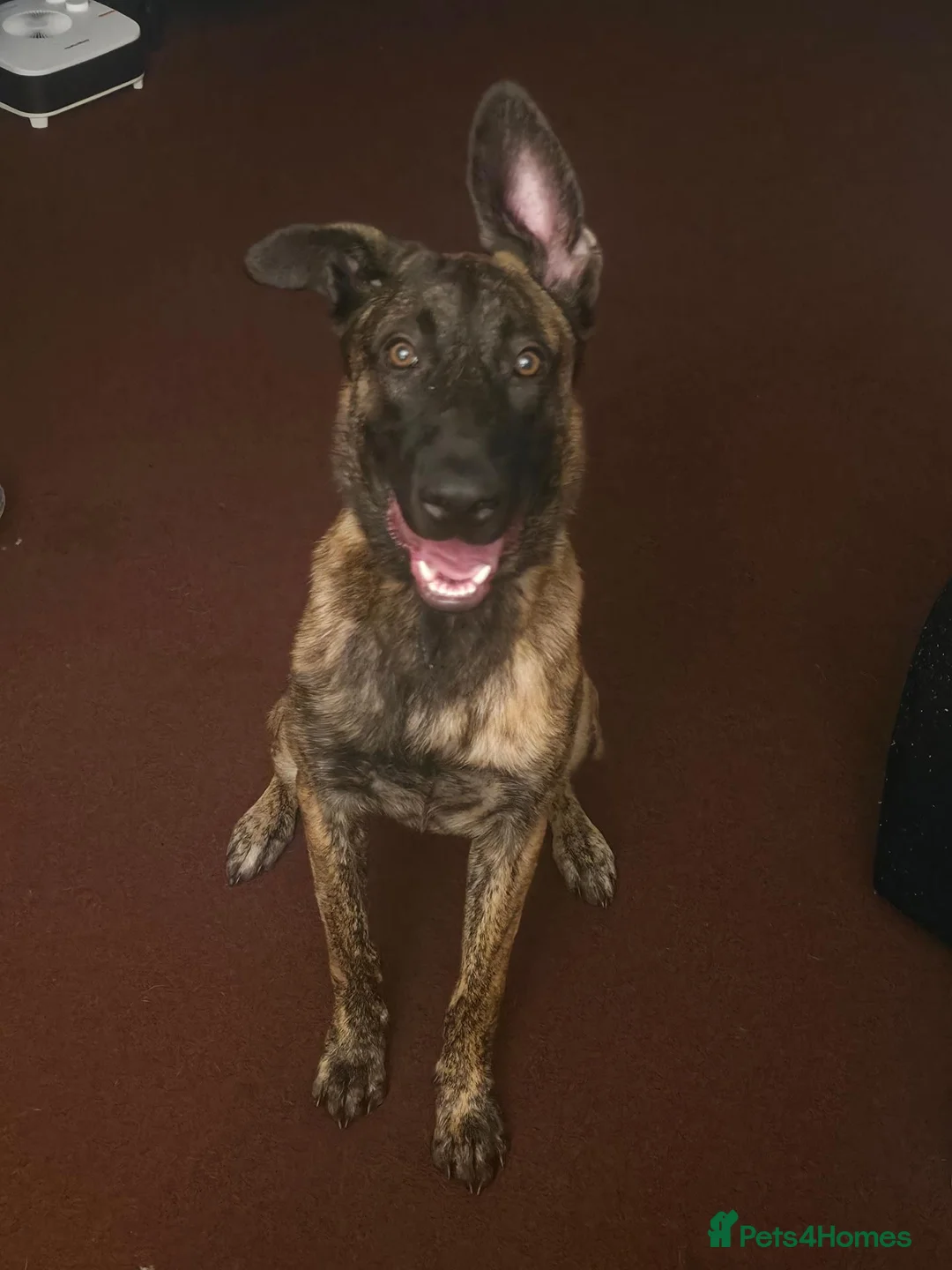 Belgian Shepherd Dog dogs for sale: Bailey. Belgian x dutch - Advert 1