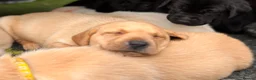 Labrador Retriever dogs for sale: 🐾 Kc reg labrador puppies 🐾  in Beccles - Advert 1
