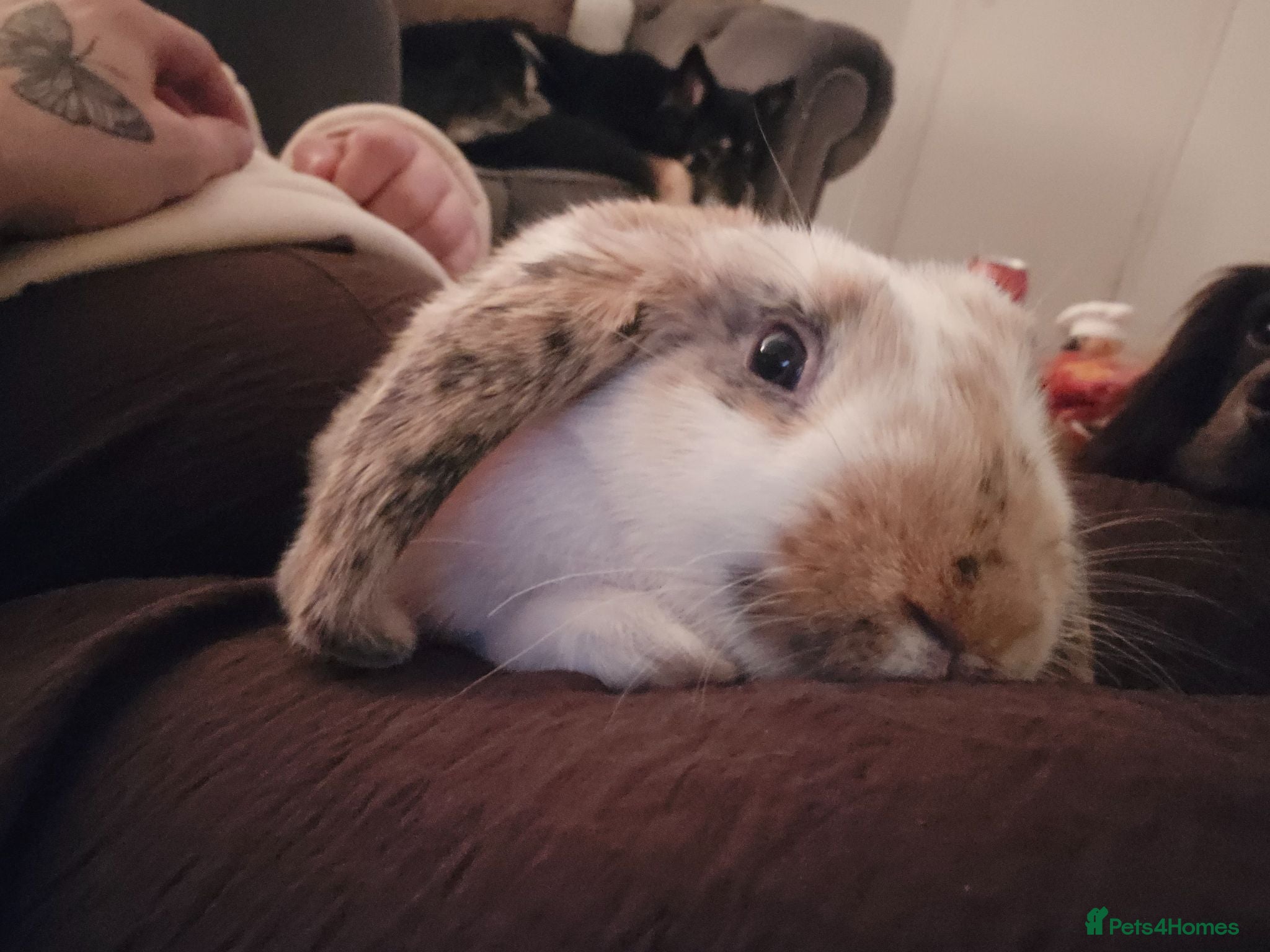 Mixed Breed rabbits Thumper the bunny  - Advert 1
