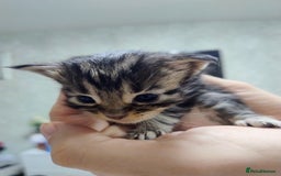 Maine Coon cats for sale: 5 beautiful full Maine Coon kittens for sale - Advert 4