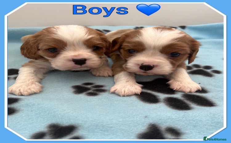 Cavalier King Charles Spaniel dogs - Advert 7