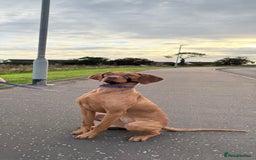 Hungarian Vizsla dogs for sale: Loveable Girl For Sale - Image 2