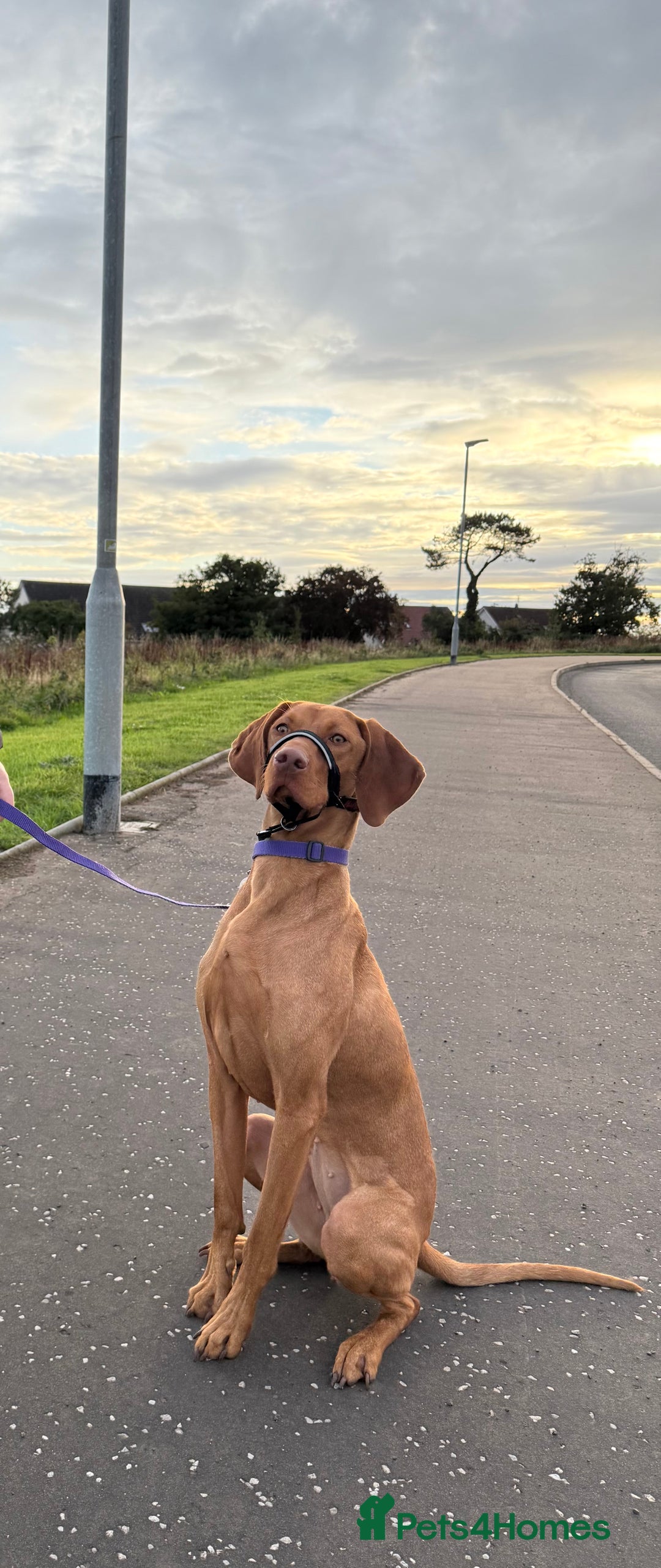 Hungarian Vizsla dogs for sale: Loveable Girl For Sale - Image 2