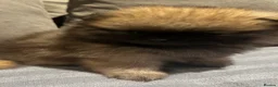 Pomeranian dogs for sale: Beautiful Pomeranian puppies - Advert 12
