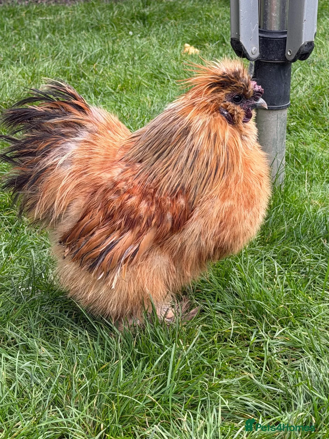 Chickens poultry for sale: Silkie Cockrel  - Advert 2