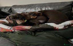 Miniature Dachshund dogs for sale: 2 Miniature Dachshunds - Chocolate & Tan - Image 6