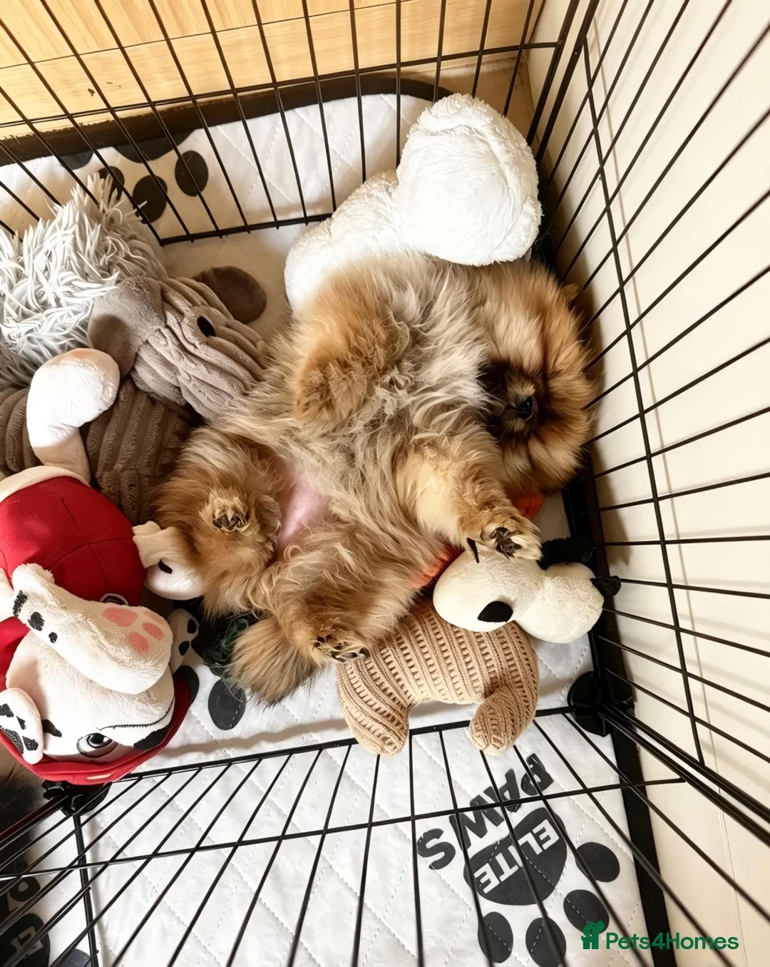 Pomeranian dogs for sale: Ready for Triple the Fluff! Our Pomeranian Trio  - Advert 22