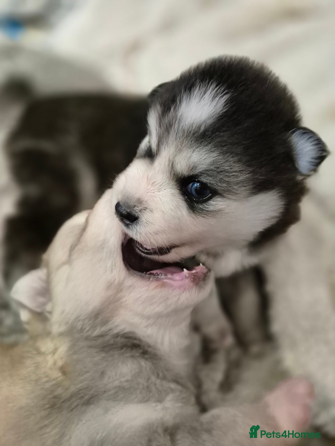 Pomsky dogs for sale: The perfect Blue eyed pomskys  - Advert 14