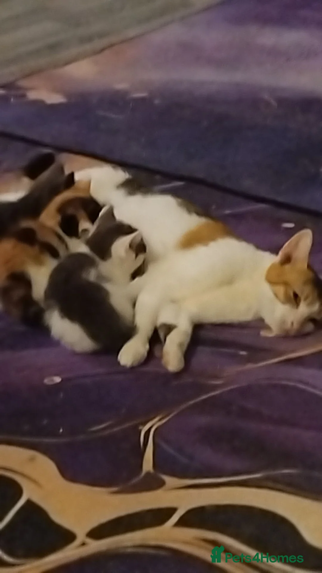 Mixed Breed cats for sale: 3 months of kittens for sale in Preston - Advert 2