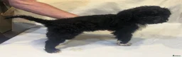 Standard Poodle dogs for sale: REDUCED TWO BOYS SOLD ONE GIRL SOLD stunning pups  - Advert 11