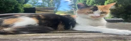 Mixed Breed cats for sale: Patchwork Princess - Advert 1