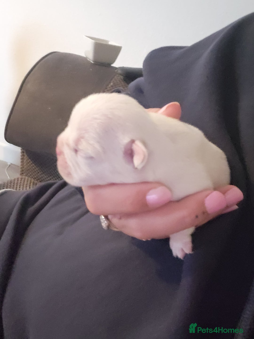 French Bulldog dogs for sale: Female White french bulldog - Image 13