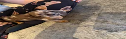 Miniature Dachshund dogs for sale: Miniature dachshunds  - Advert 5