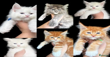 Maine Coon cats - Advert 11