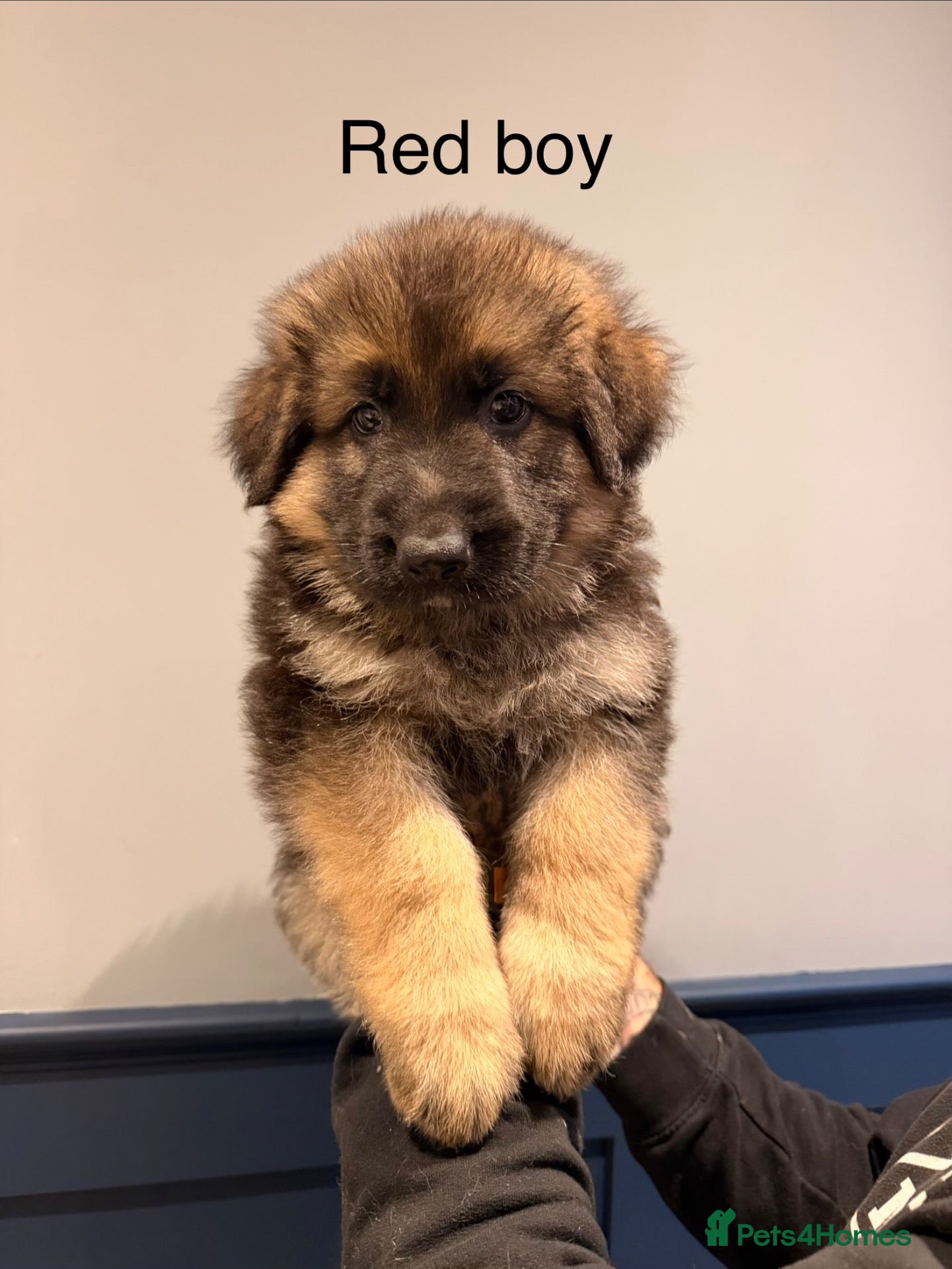 German Shepherd dogs German shepherd puppies  - Advert 7