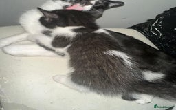 British Shorthair cats for sale: British Shorthair x Striped Tabby Kittens –2 Males - Image 6