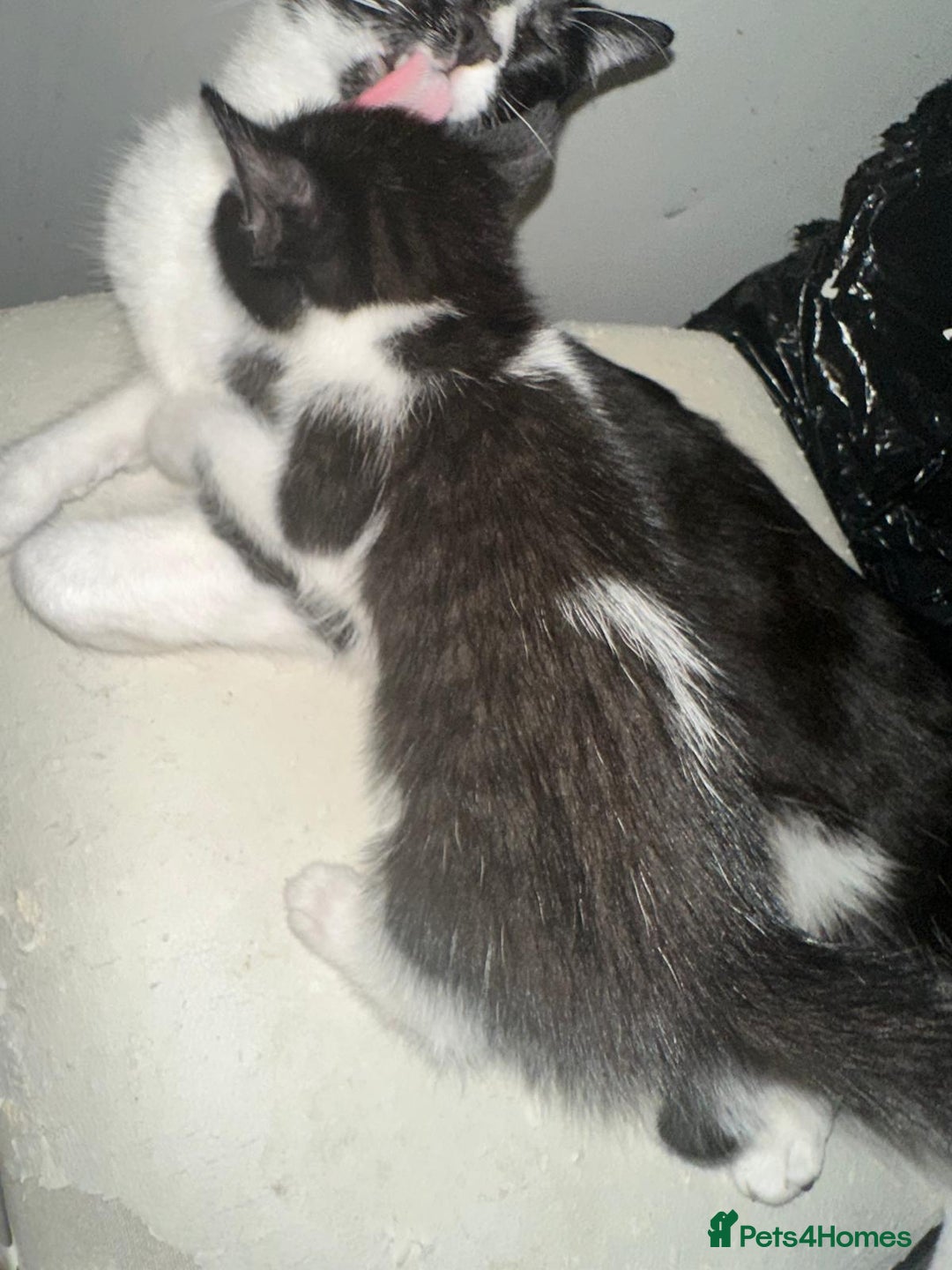 British Shorthair cats for sale: British Shorthair x Striped Tabby Kittens –2 Males - Image 6