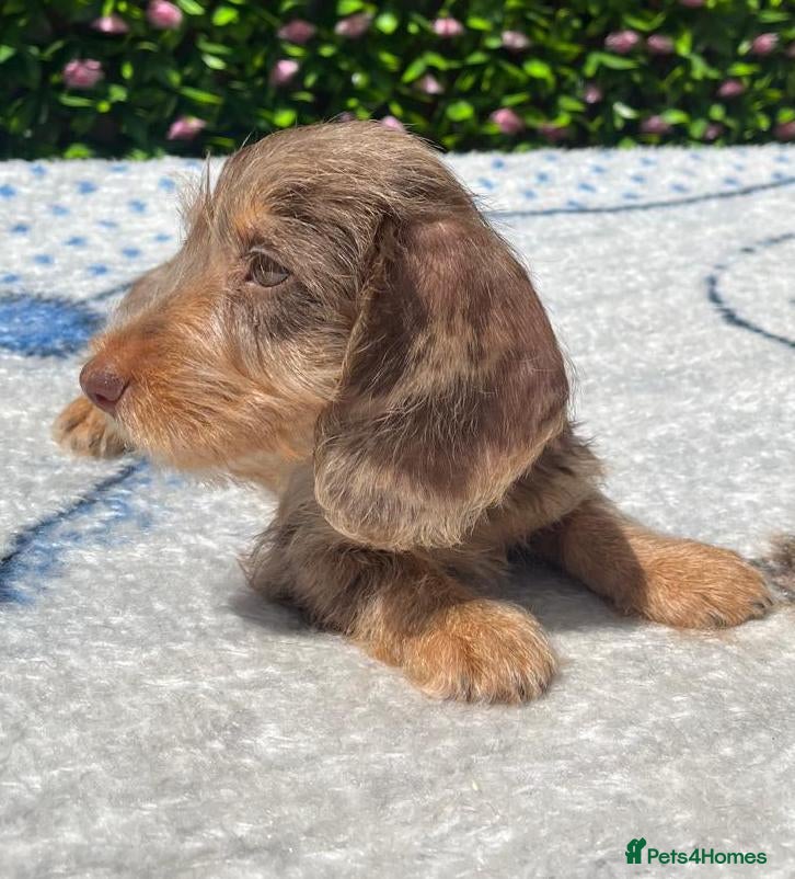 Miniature Dachshund dogs QUALITY MINI WIRES KC REG HEALTH TESTED PARENTS - Advert 1